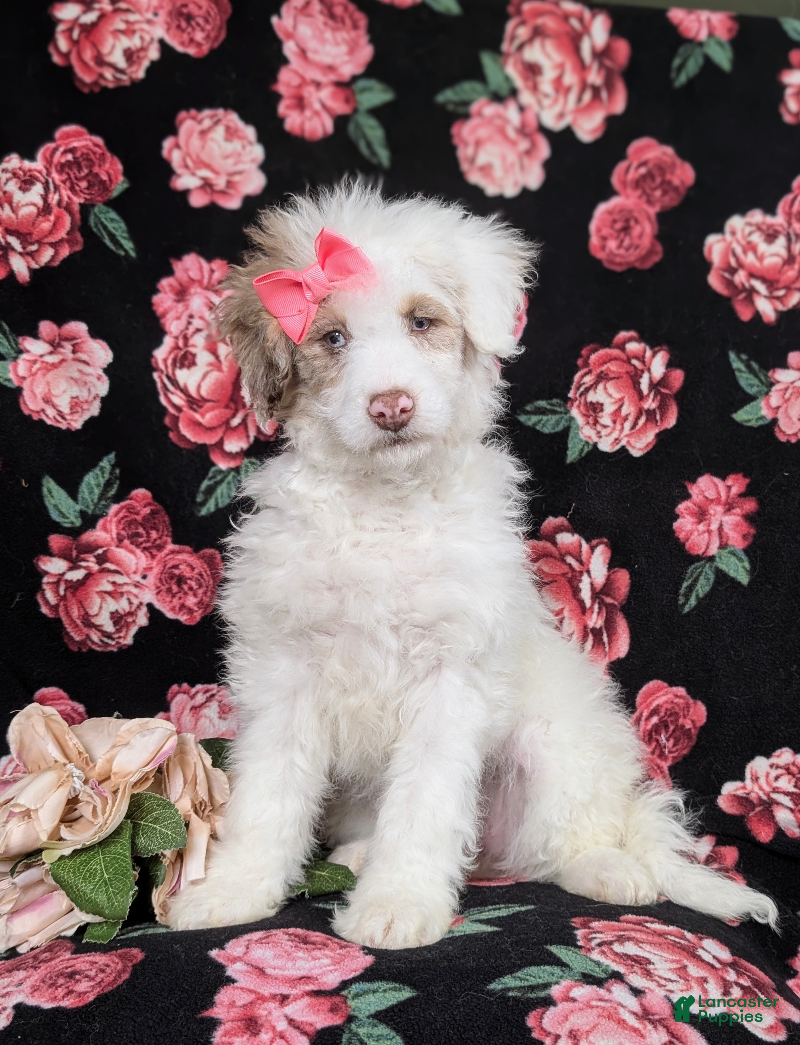 Mini Bernedoodle dogs Becca Hypoallergenic  - Ad 5