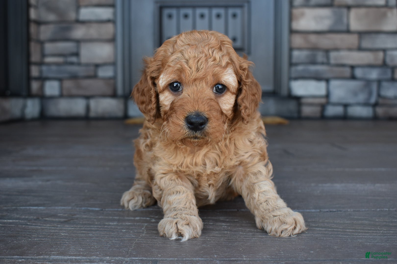 Mini Goldendoodle dogs Willow - Ad 1