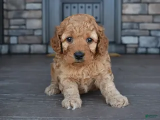 Mini Goldendoodle dogs for sale: Willow - Ad 3