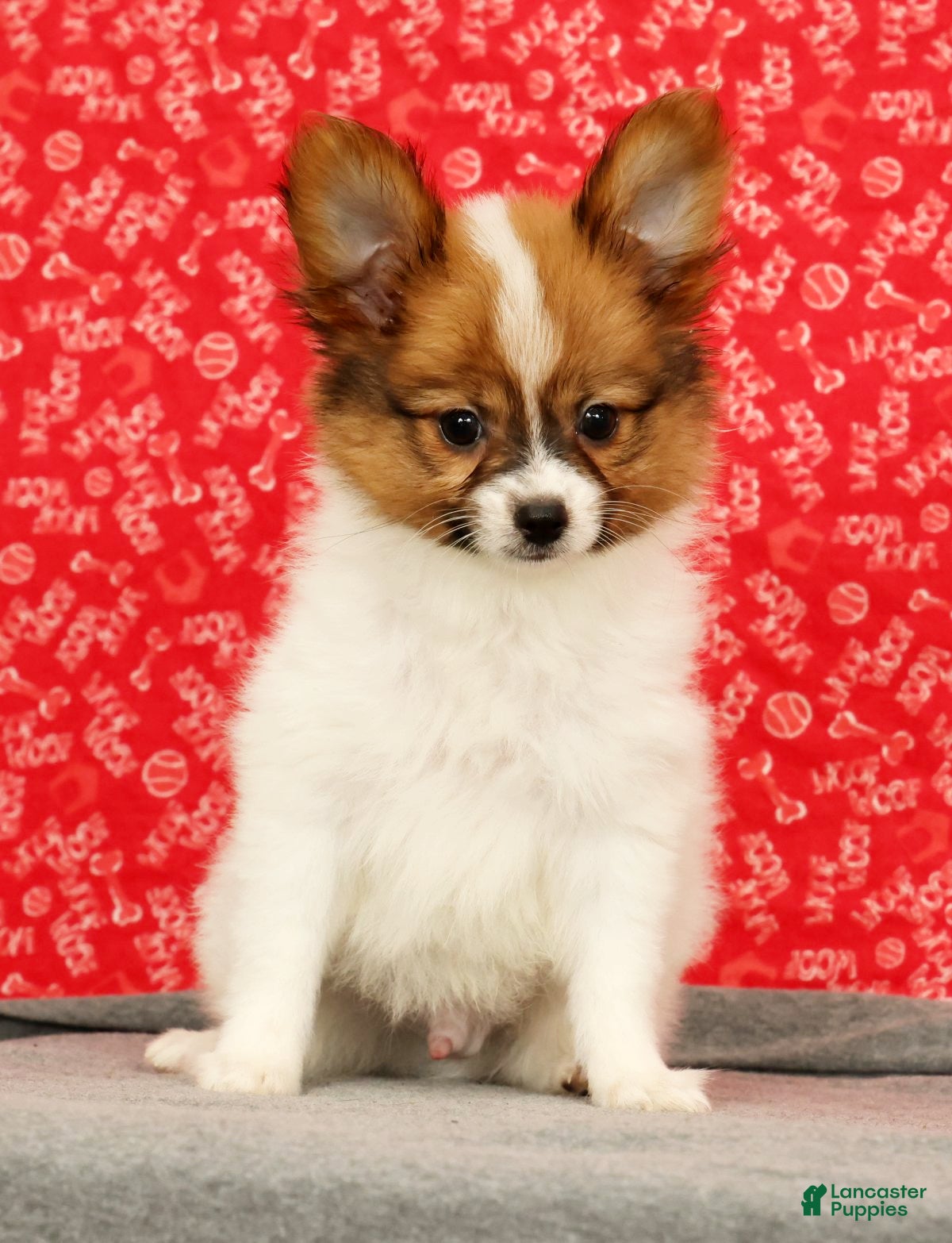 Papillon dogs Zion - Ad 2