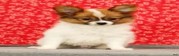Papillon dogs for sale: Zion - Ad 2