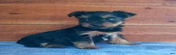 Yorkshire Terrier dogs for sale: Coco - Ad 3