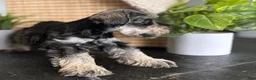 Miniature Schnauzer dogs for sale: Max - Ad 3