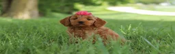 Mini Goldendoodle dogs for sale: Becky - Ad 4