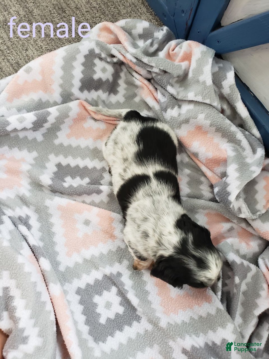 Miniature Dachshund dogs for sale: Ginseng  - Ad 3