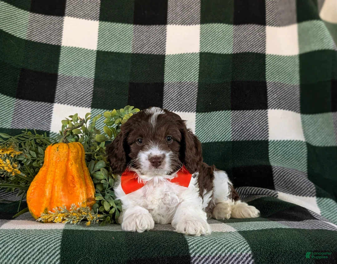 Cockapoo dogs for sale: Favio - Ad 6