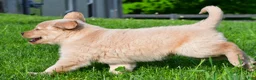 Golden Retriever dogs for sale: Leo - Ad 7