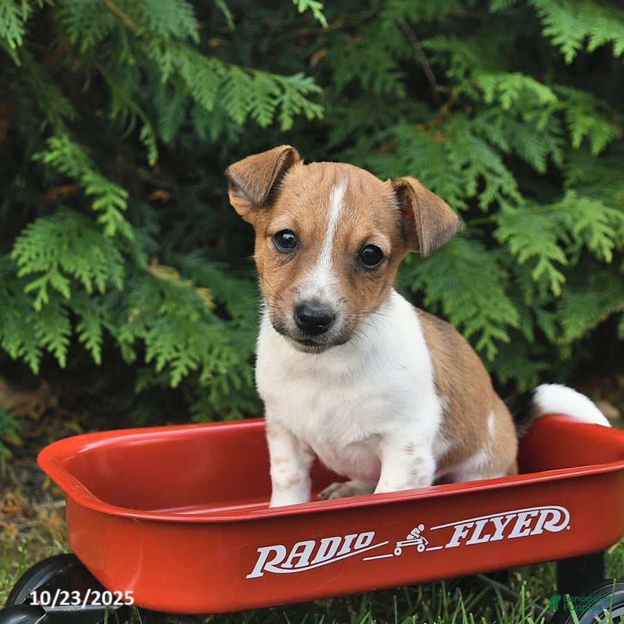 Jack Russell Terrier Puppies for sale Lancaster Puppies