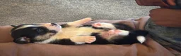 Welsh Corgi Pembroke dogs for sale: Violet - Ad 5
