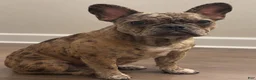 French Bulldog dogs for sale: French Bulldog 3 - Ad 2