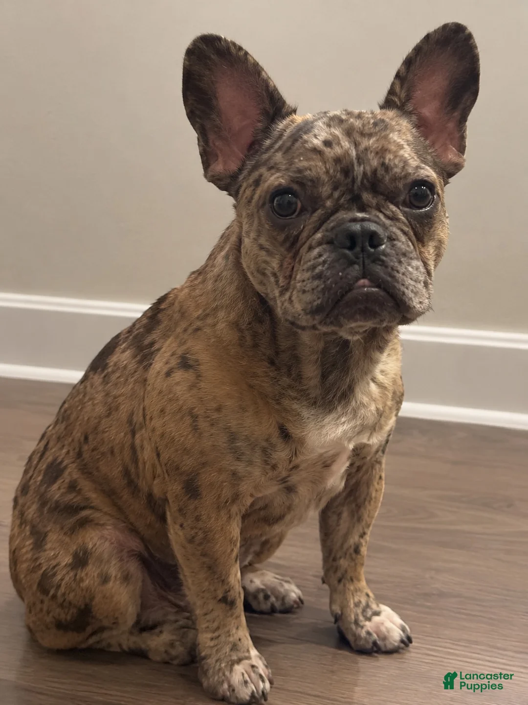 French Bulldog dogs for sale: French Bulldog 3 - Ad 2