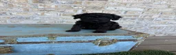 Miniature Labradoodle dogs for sale: Bonnie - Ad 2