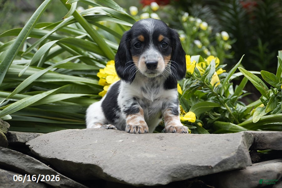 Miniature Dachshund dogs Oreo - Ad 1
