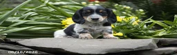 Miniature Dachshund dogs for sale: Oreo - Ad 1