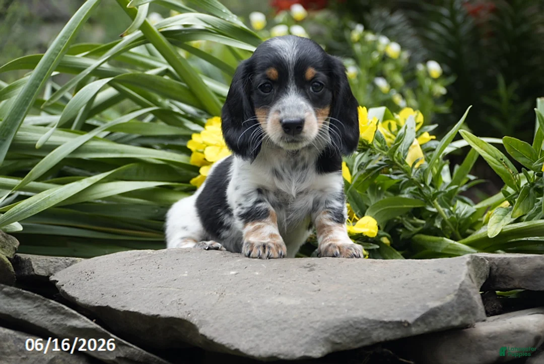 Miniature Dachshund dogs for sale: Oreo - Ad 1