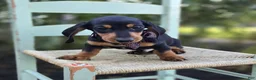 Miniature Dachshund dogs for sale: Trevor - Ad 5