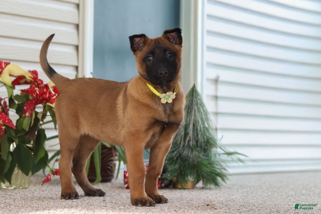 Belgian Malinois dogs for sale: Ginger - Ad 11