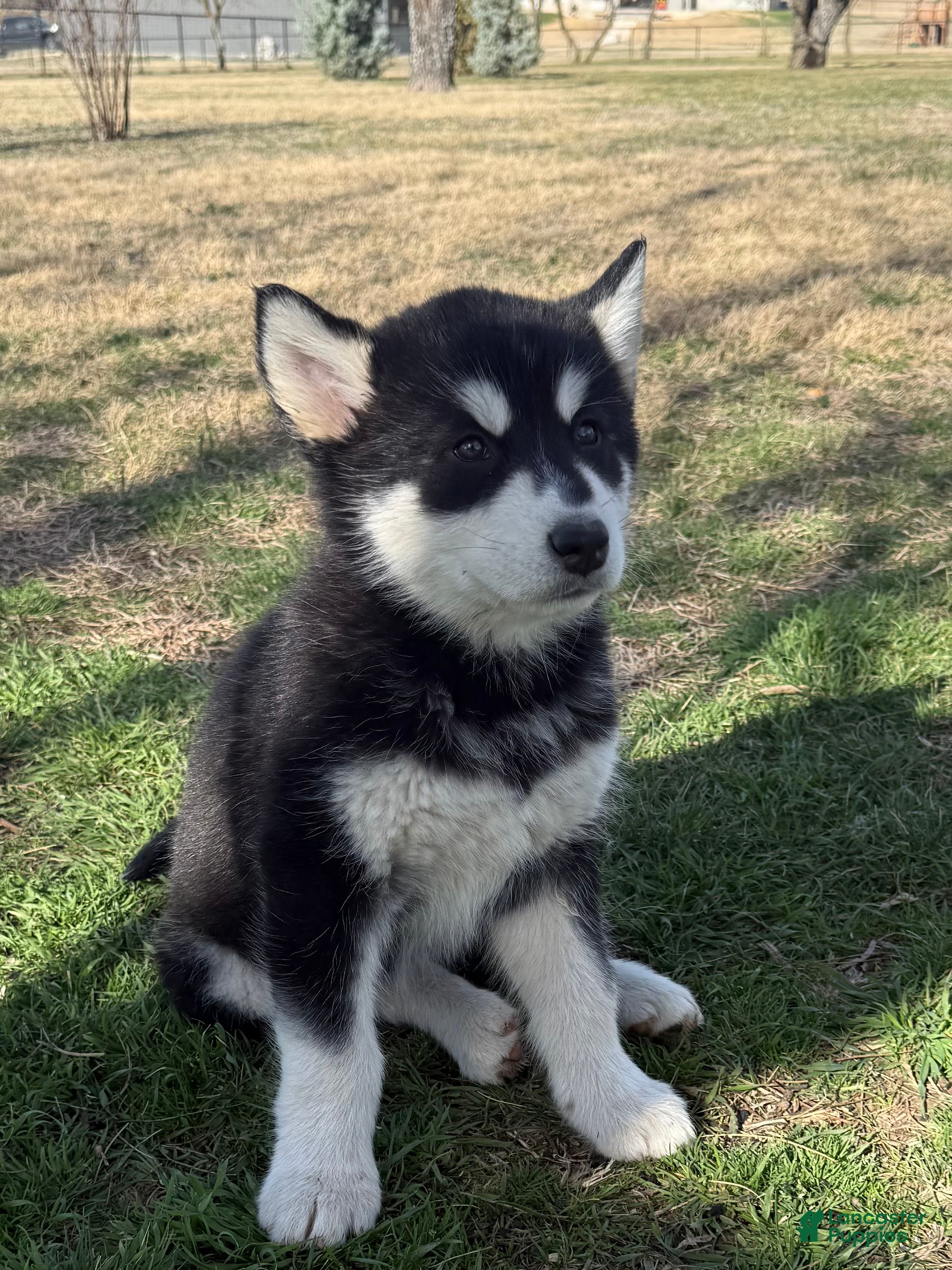 Alaskan Malamute dogs Alaskan Malamute Puppy 7 - Ad 1