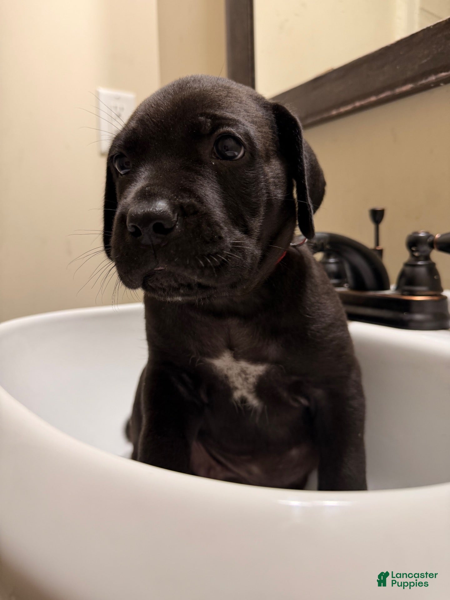Cane Corso dogs Cane Corso 1 - Ad 1