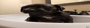 Cane Corso 1