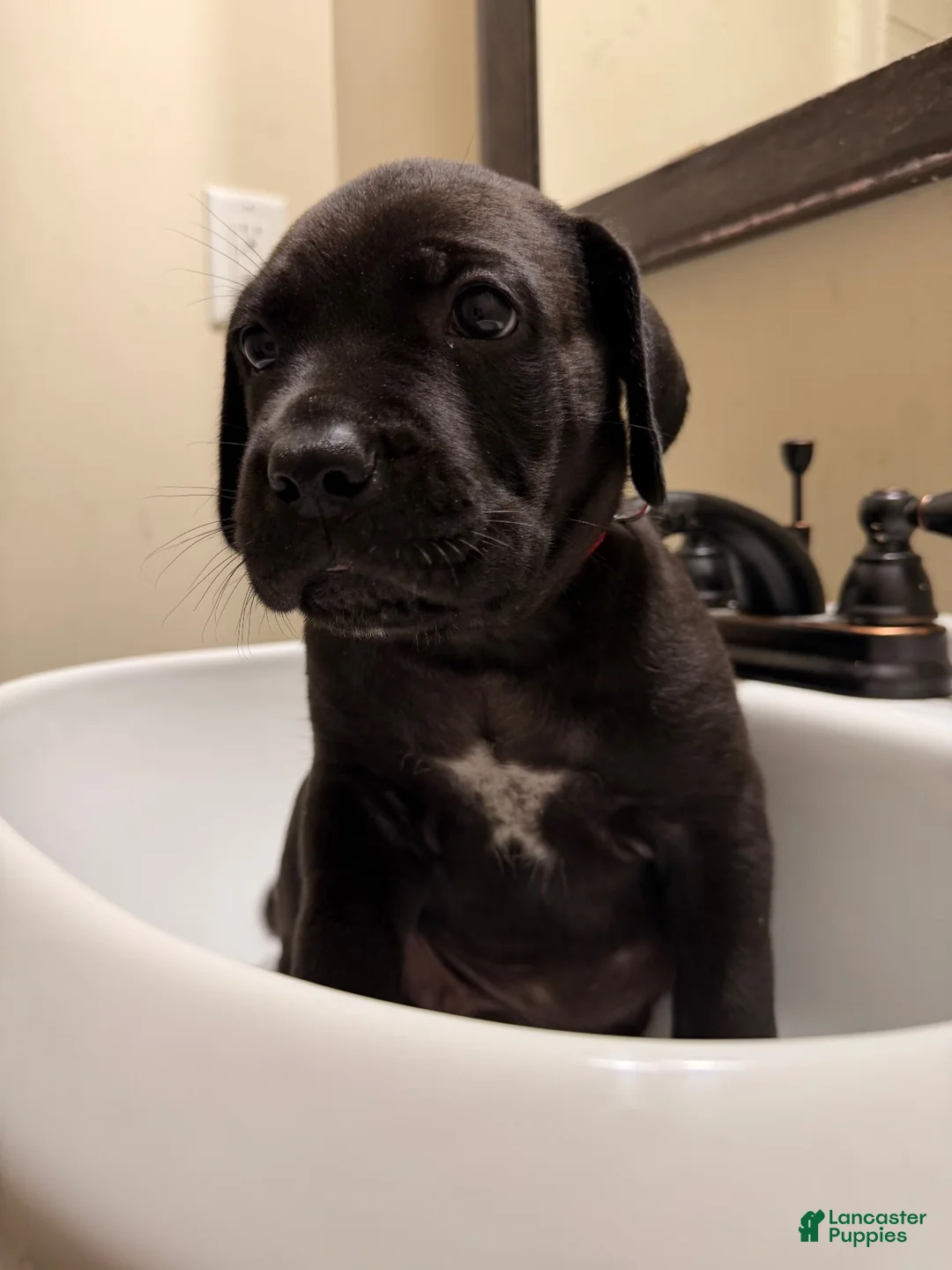 Cane Corso dogs for sale: Cane Corso 1 - Ad 1