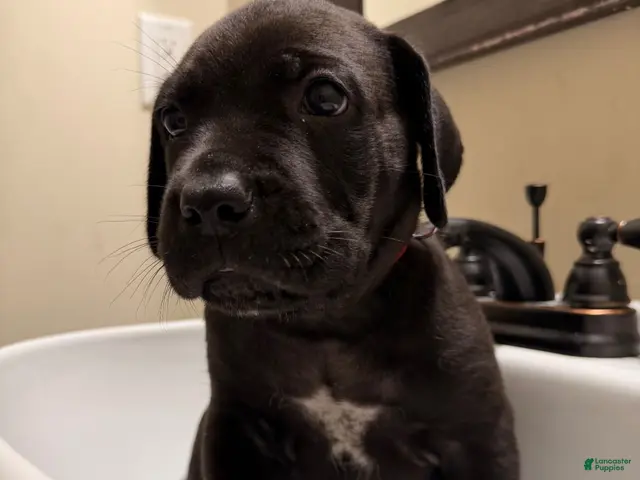 Cane Corso dogs for sale: Cane Corso 1 - Ad 1