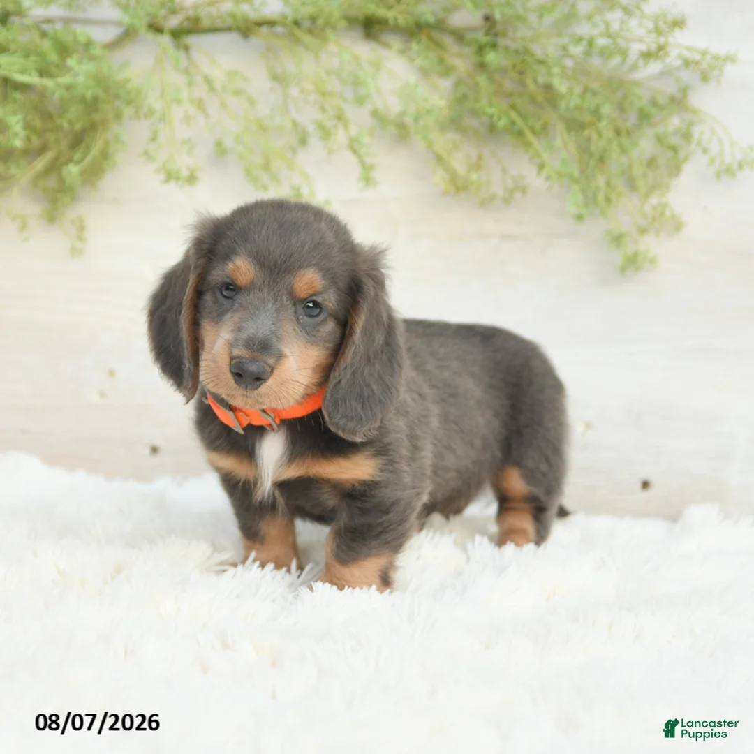 Miniature Dachshund dogs for sale: Lonnie - Ad 2