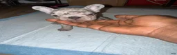 French Bulldog dogs for sale: French Bulldog 3 - Ad 20