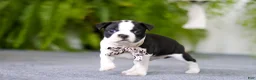 Boston Terrier dogs for sale: Bluey - Ad 12