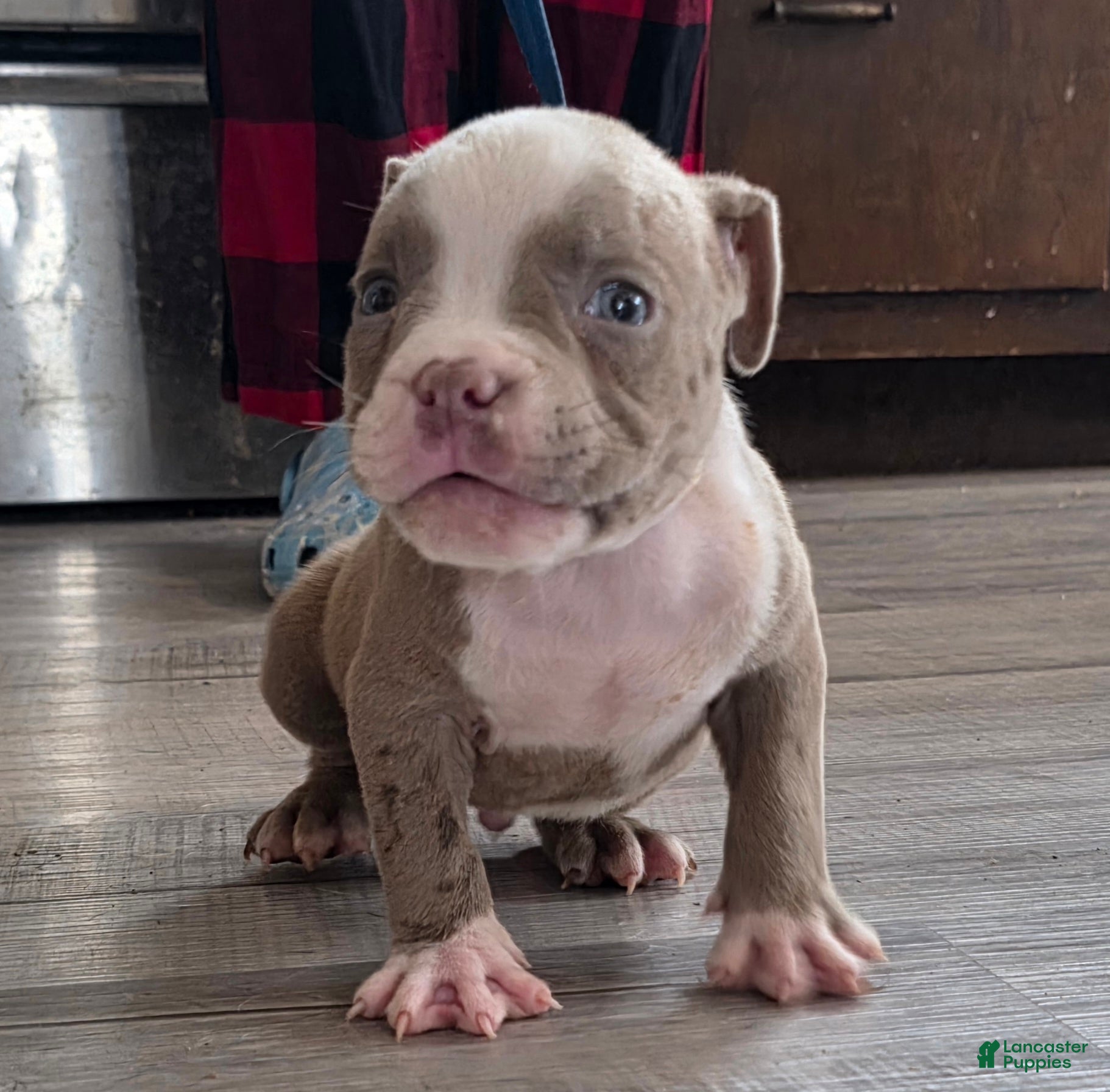 American Bully dogs Little buddy - Ad 38
