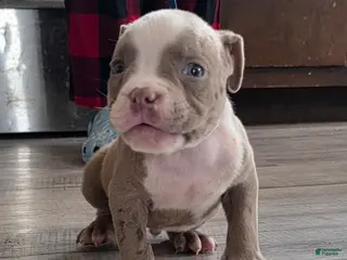 American Bully dogs Little buddy - Ad 38