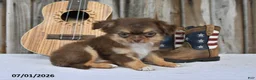 Chihuahua dogs for sale: Sprout - Ad 5