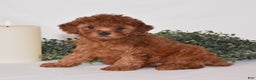 Toy Poodle dogs for sale: Dakota - Ad 1