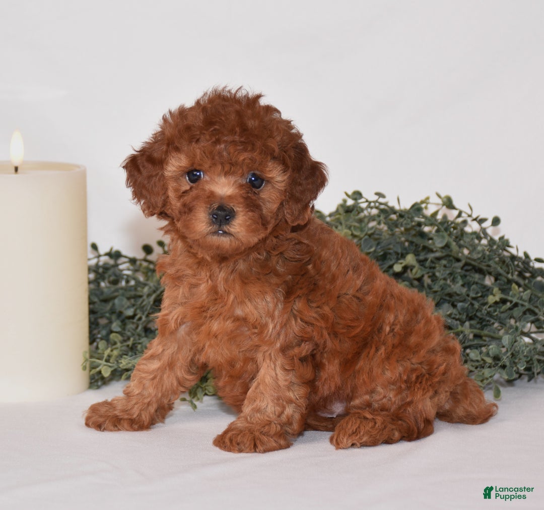 Toy Poodle dogs for sale: Dakota - Ad 1