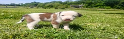 Mixed Breed dogs for sale: Mixed Breed Puppy 3 - Ad 8