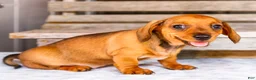 Miniature Dachshund dogs for sale: Claire - Ad 1