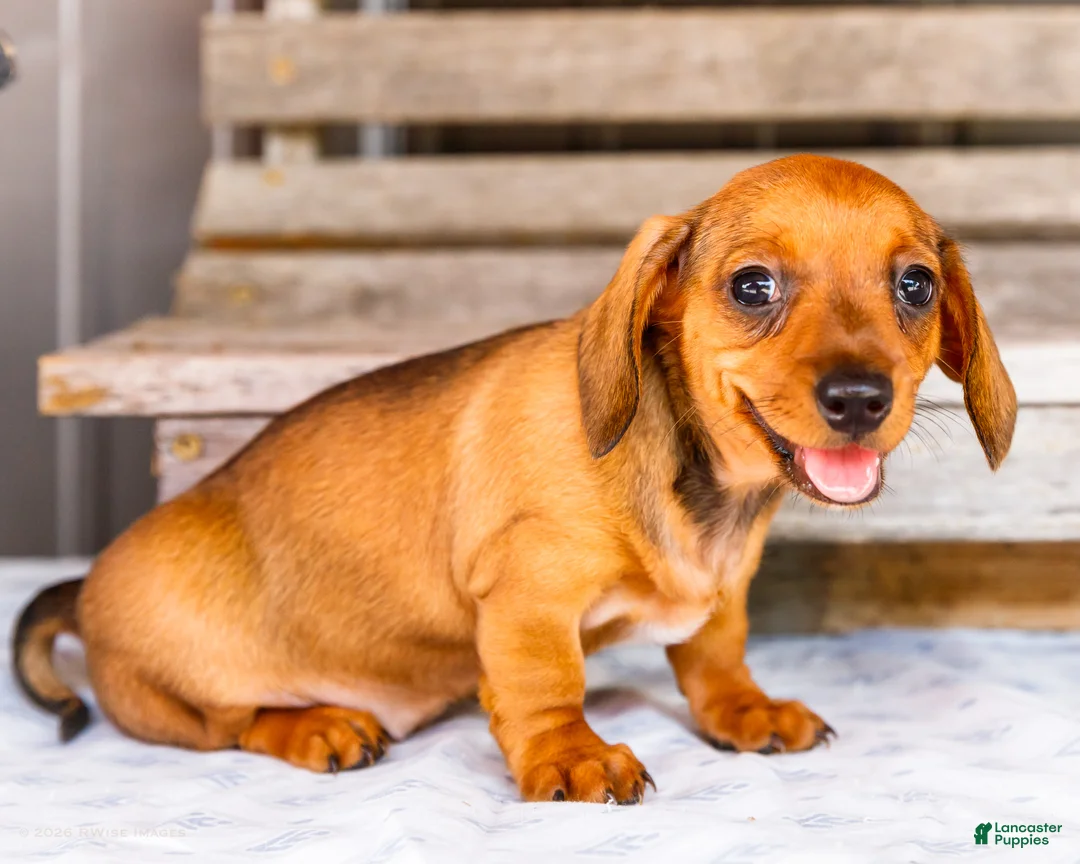 Miniature Dachshund dogs for sale: Claire - Ad 1