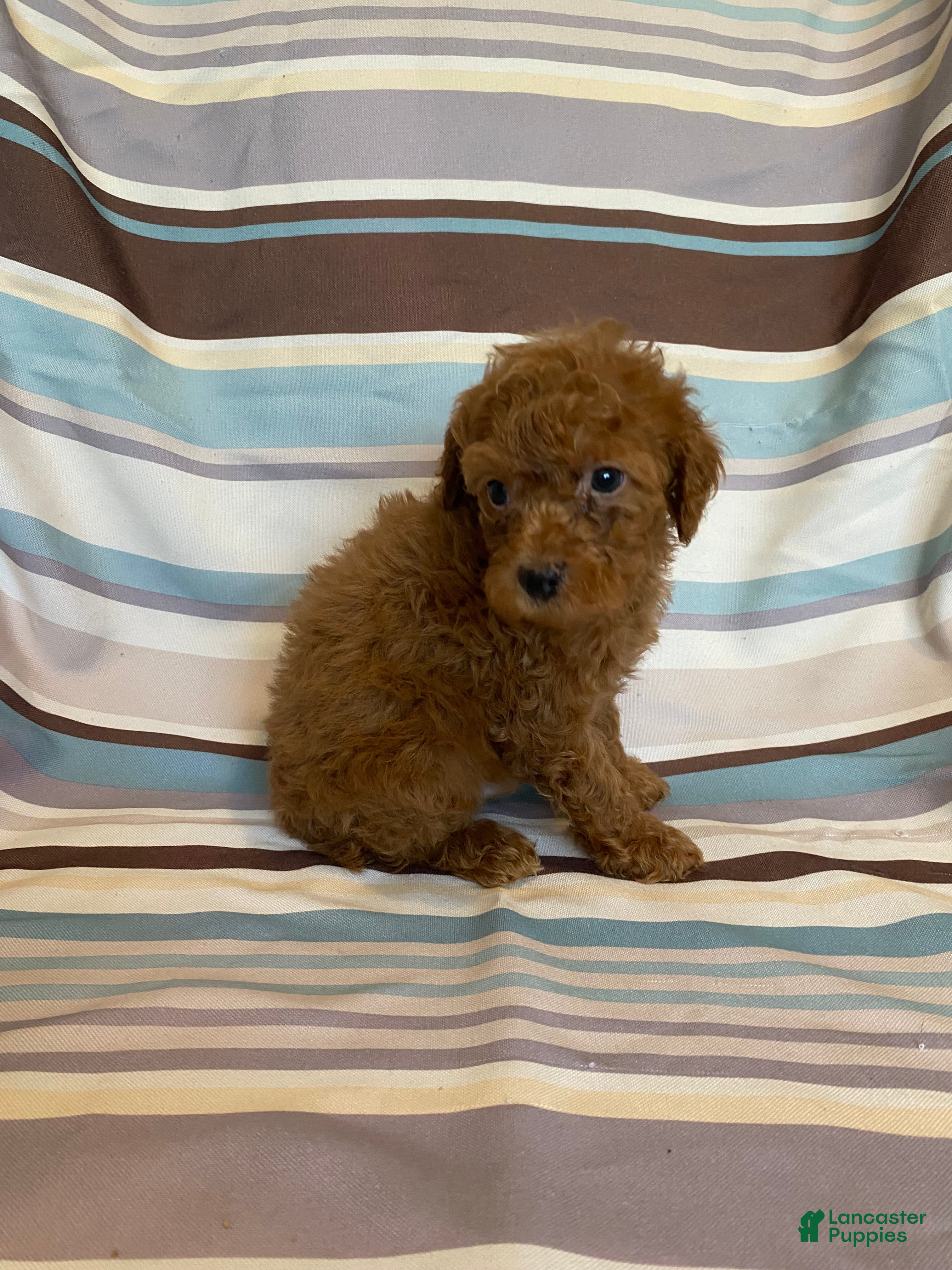 Mixed Breed dogs Solid Red Male - Ad 2