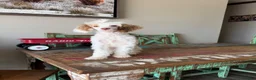 Miniature Poodle dogs for sale: Akc 🧬 Tested Clear Atat Kyky S/S bb  - Ad 8