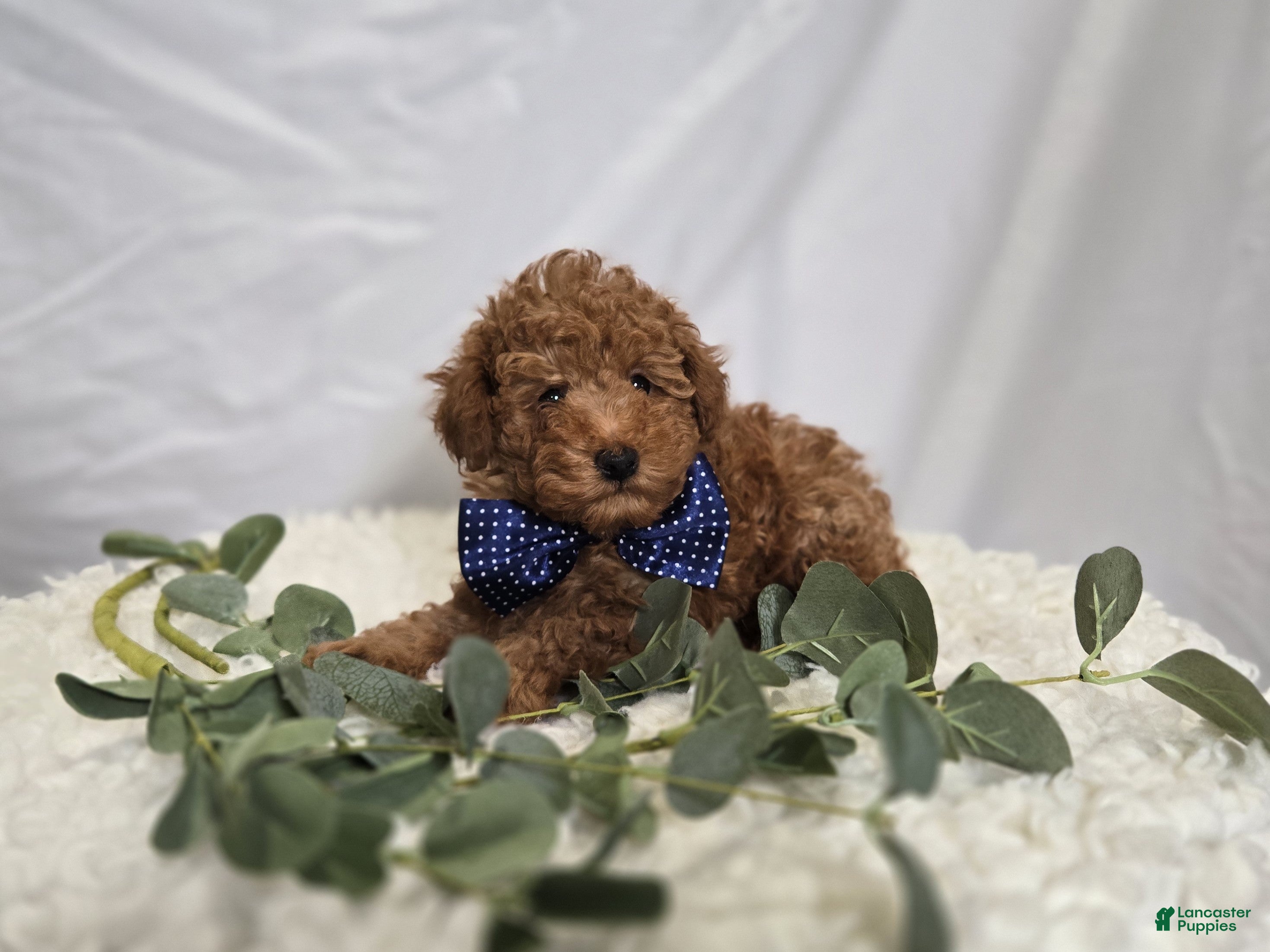 Toy Poodle dogs Biscuit - Ad 1