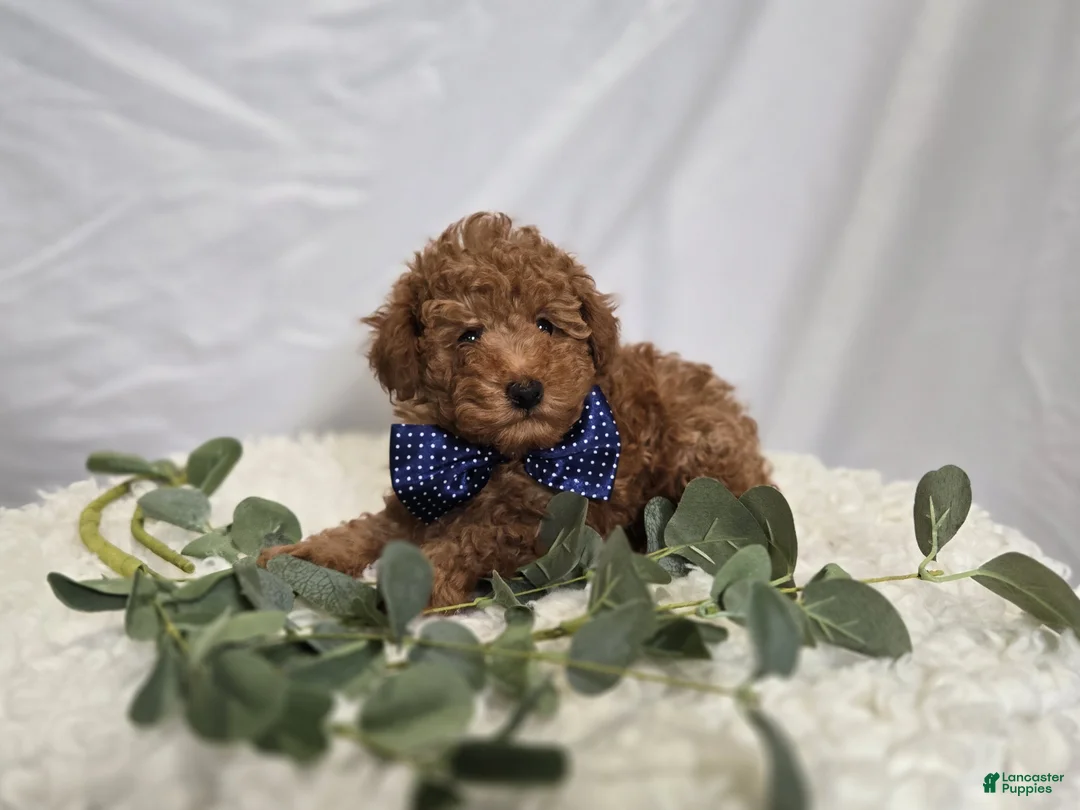 Toy Poodle dogs for sale: Biscuit - Ad 1