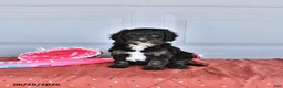 Mixed Breed dogs for sale: Abby - Ad 3