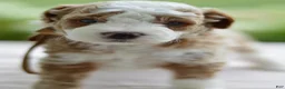 Mini Goldendoodle dogs for sale: October - Ad 13