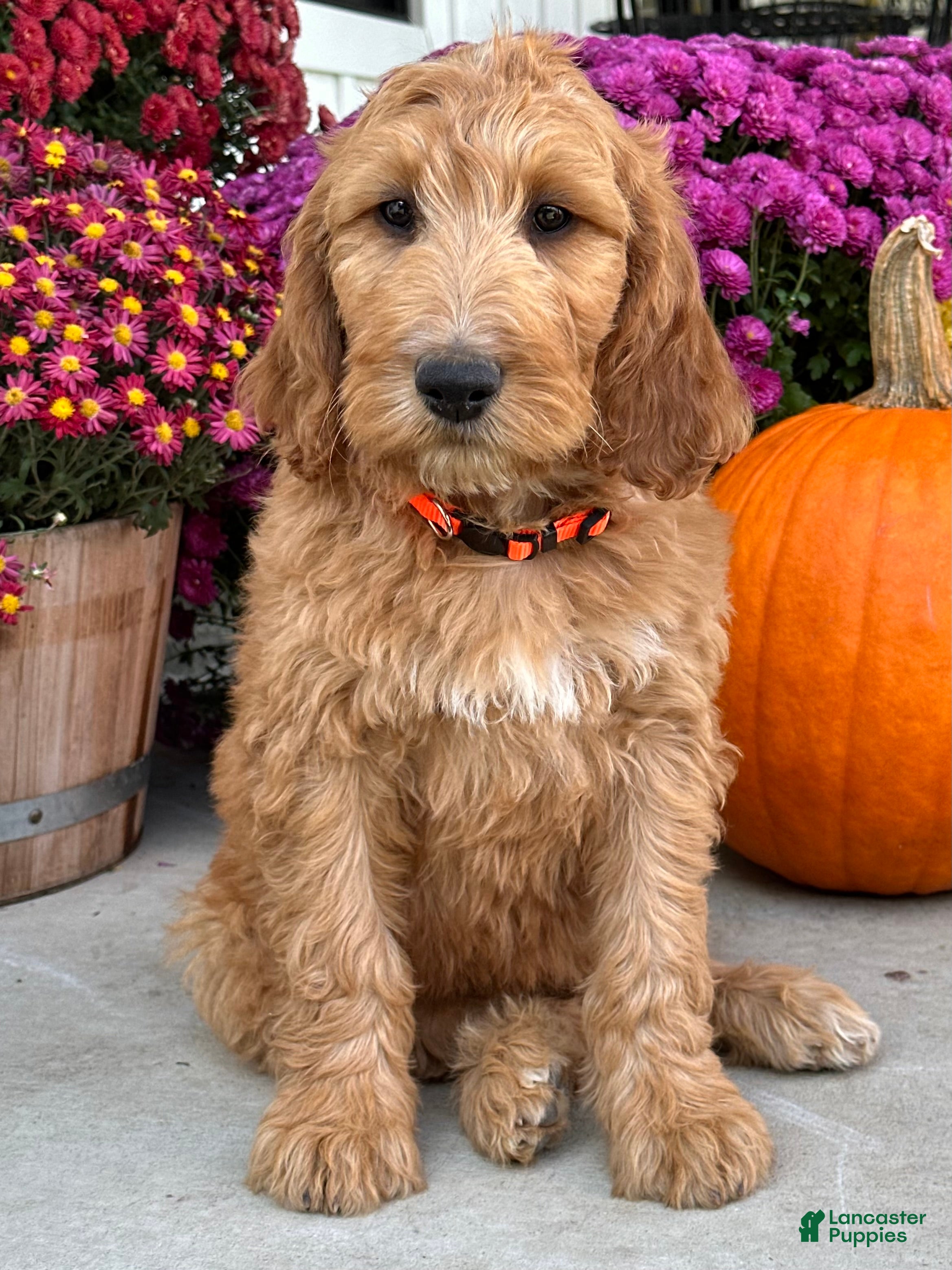Irish Doodle dogs Jackson - Ad 1
