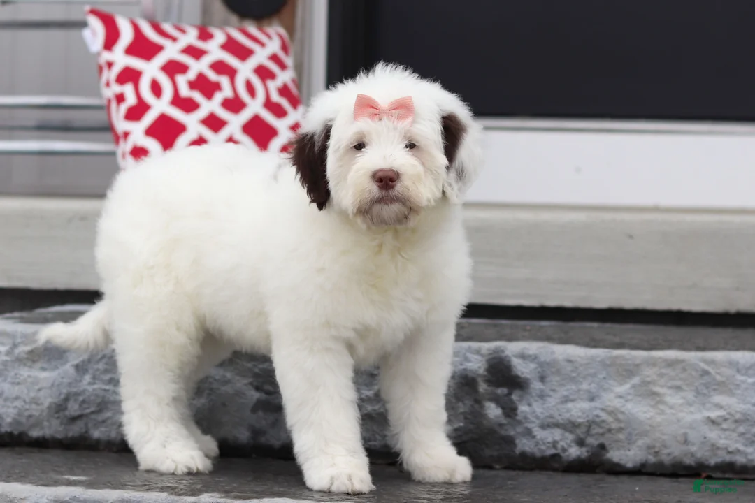 Portuguese Water Dog dogs for sale: Callie - Ad 1