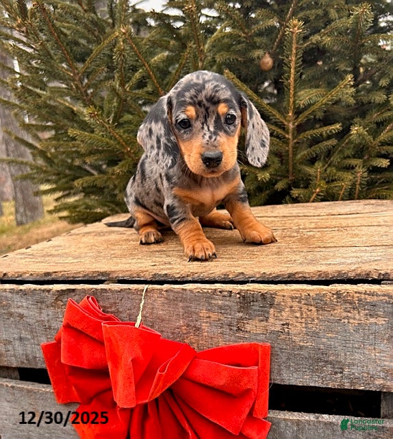 Miniature Dachshund dogs Oprah - Ad 38