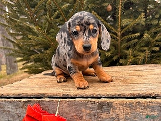 Miniature Dachshund dogs Oprah - Ad 38