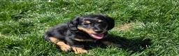 Dachshund dogs for sale: Johnny Jay - Ad 9