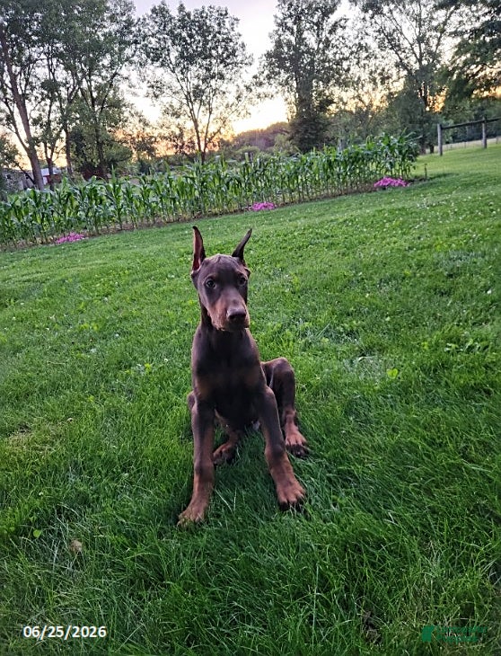 Doberman Pinscher dogs Grant - Ad 2