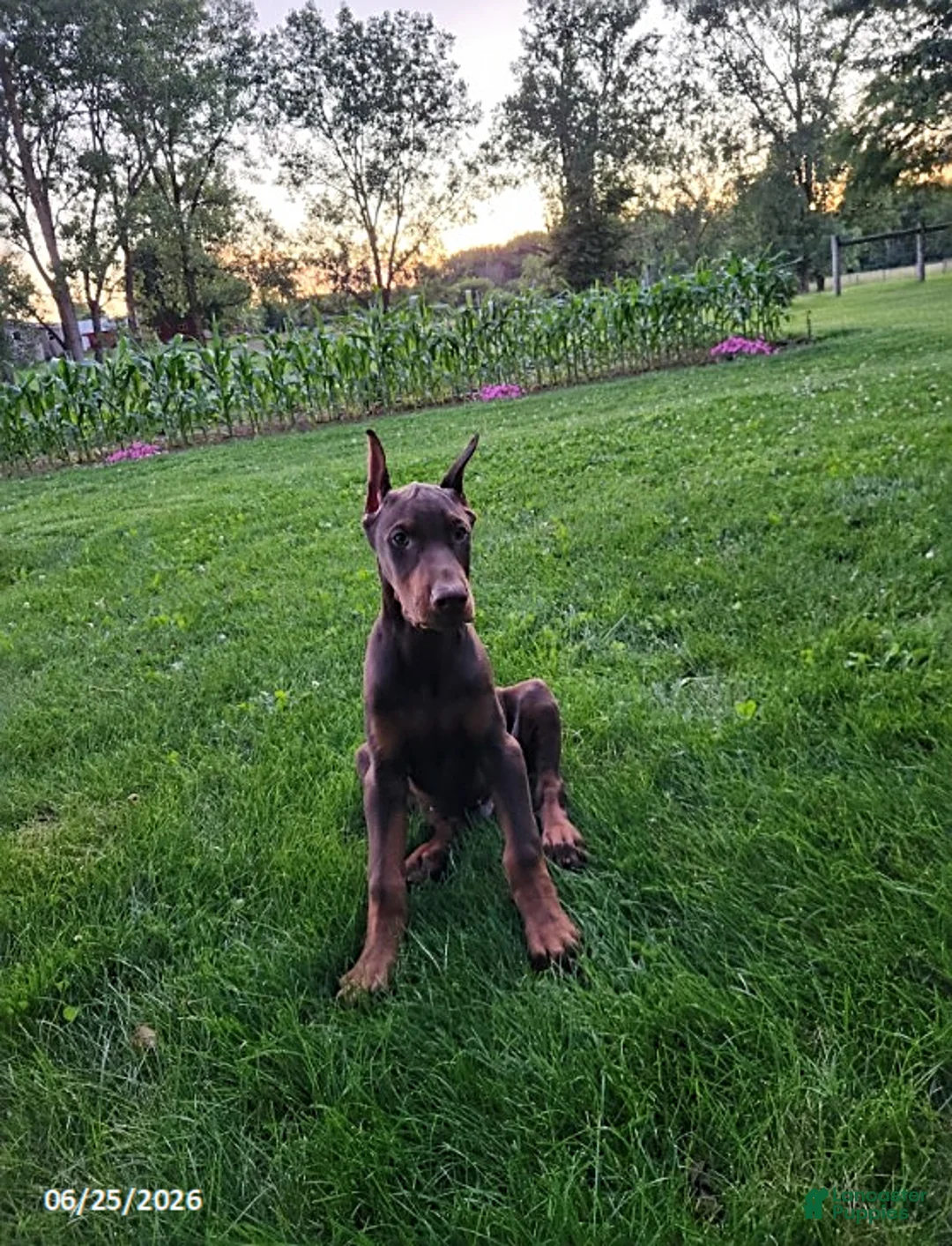 Doberman Pinscher dogs for sale: Grant - Ad 2